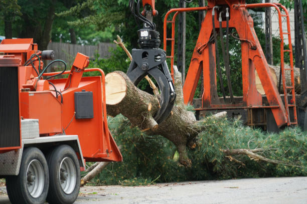 Best Fruit Tree Pruning  in Apple Mountain Lake, VA